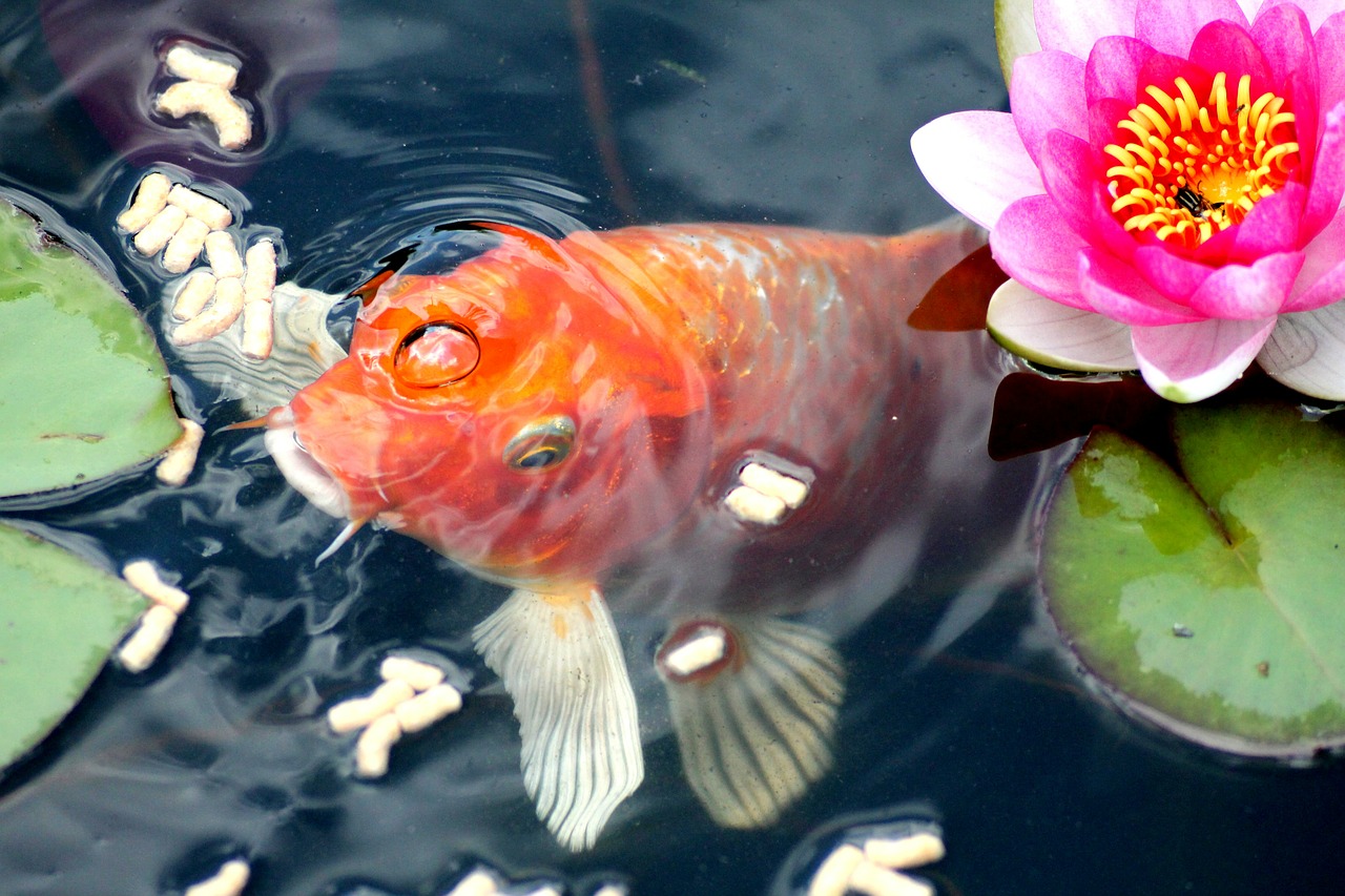 Alimentação dos peixes ornamentais - Nutrição um desafio para os