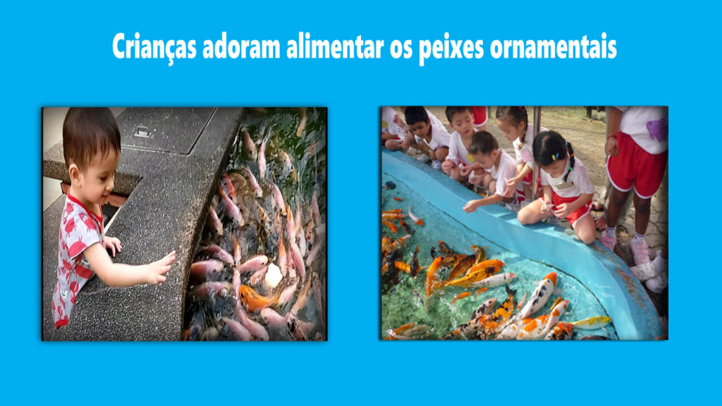 crianças adoram alimentar os peixes ornamentais mas o peixe morre pela boca