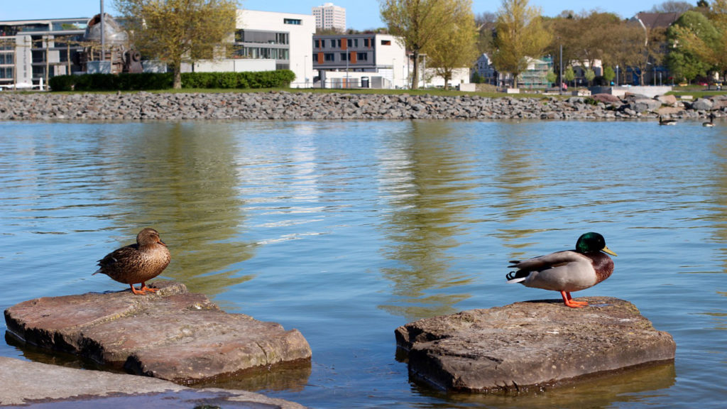 uma criação de patos em um lago artificial embeleza a paisagem